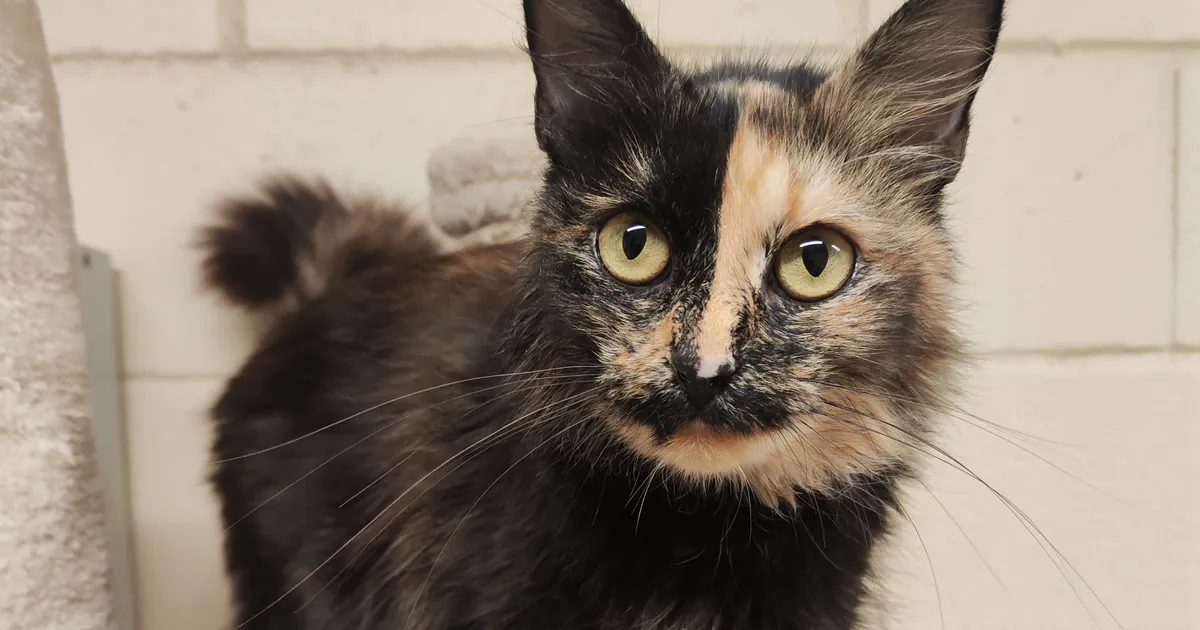 KODUOTSIJA ⟩ Kauni kasukaga Melina ootab jõulukingiks päriskodu