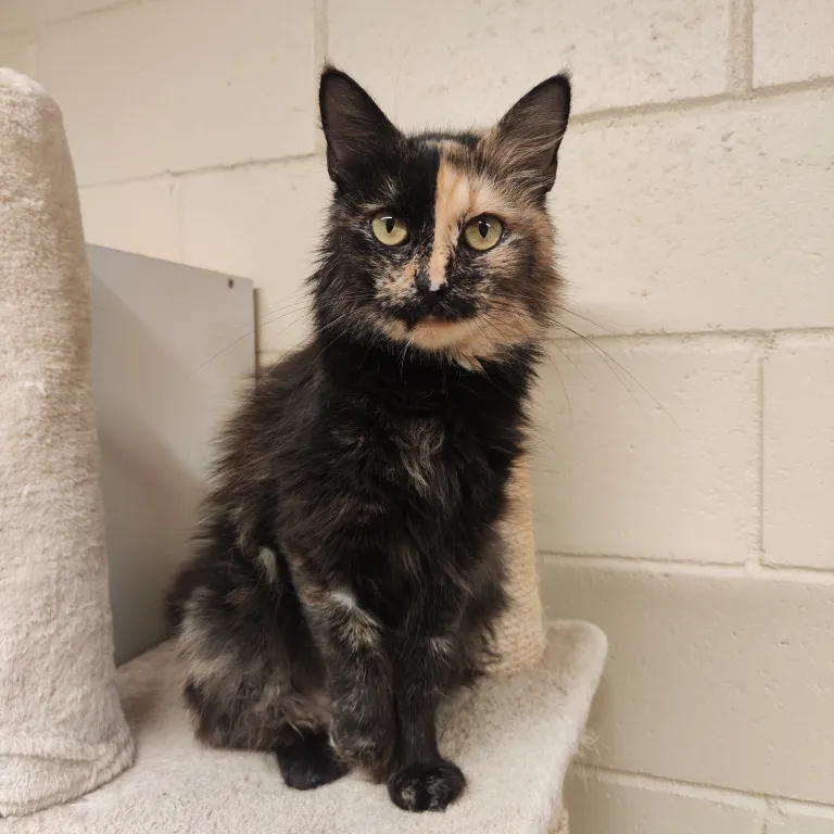 Erilise maskiga Melina ootab kohtumist oma inimesega, kellega jagada vaikseid hommikuid ja õhtuseid paisid.