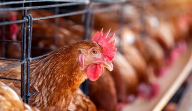 ESIMENE OHVER ⟩ Uus linnugripi tüvi nõudis USAs inimelu