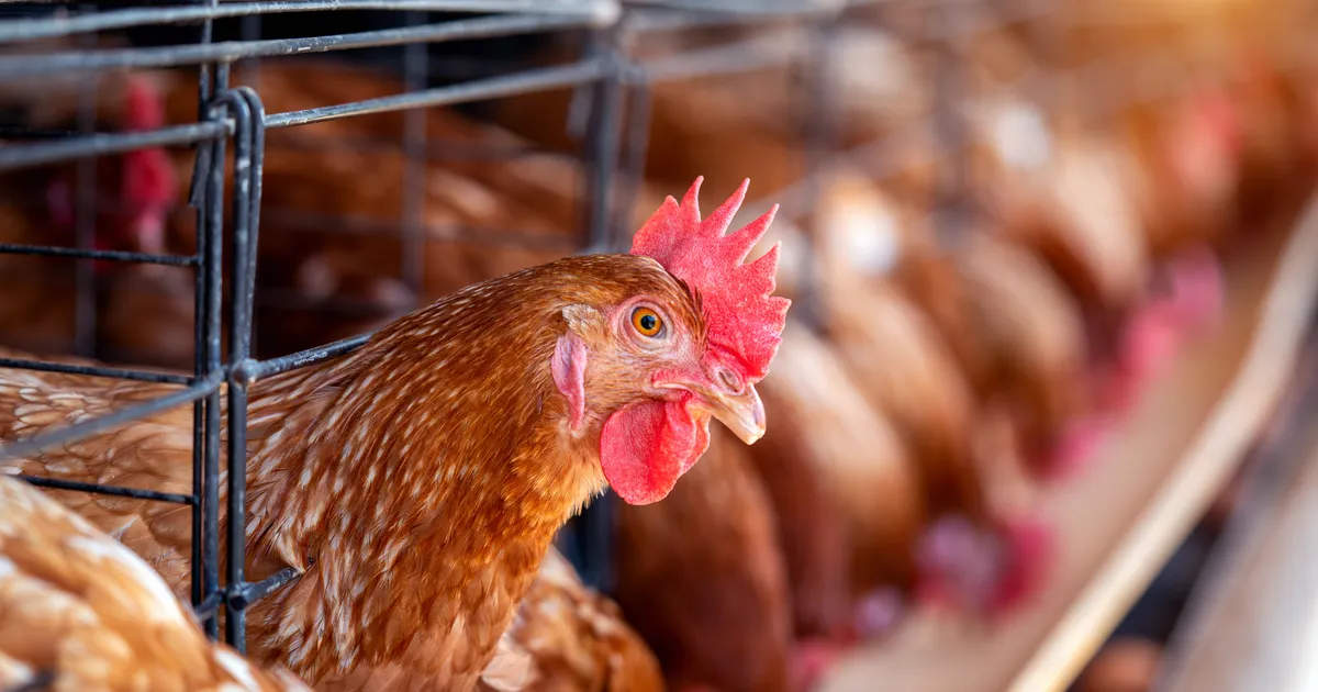 ESIMENE OHVER ⟩ Uus linnugripi tüvi nõudis USAs inimelu