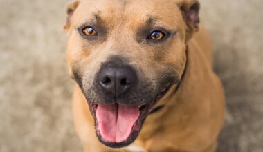 EMOTSIONAALNE HETK ⟩ Vaata, kuidas varjupaiga koer koju pääsemisele reageeris