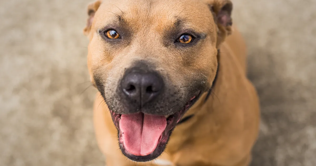 EMOTSIONAALNE HETK ⟩ Vaata, kuidas varjupaiga koer koju pääsemisele reageeris