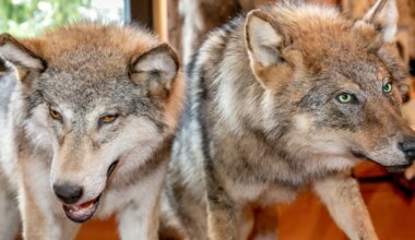VIDEO ⟩ Hundikari tuli valgel ajal elumaja aia taha - Maa Elu