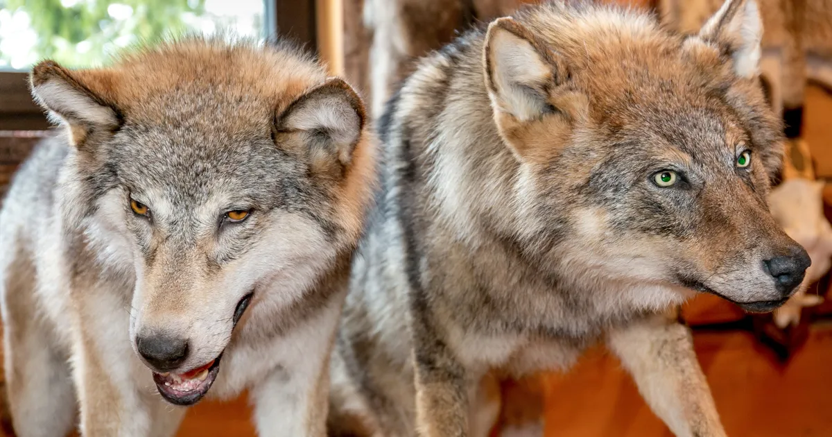 VIDEO ⟩ Hundikari tuli valgel ajal elumaja aia taha - Maa Elu