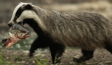 ARVUSTUS ⟩ Mäger tõestab: mina olen Eesti looduse tõeline kuningas - Postimees