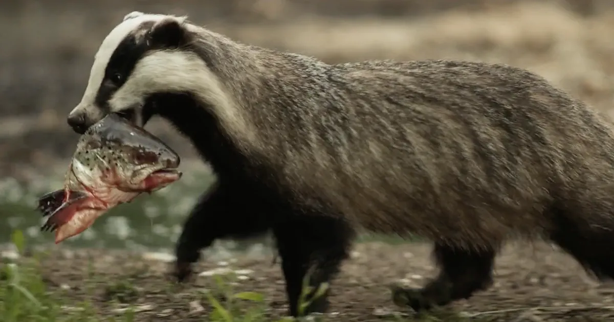 ARVUSTUS ⟩ Mäger tõestab: mina olen Eesti looduse tõeline kuningas - Postimees