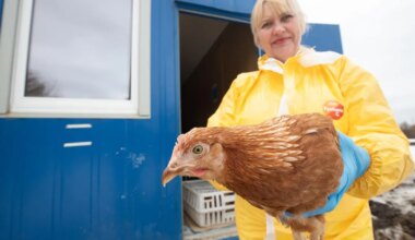 Linnugripp levib Euroopas jõudsalt