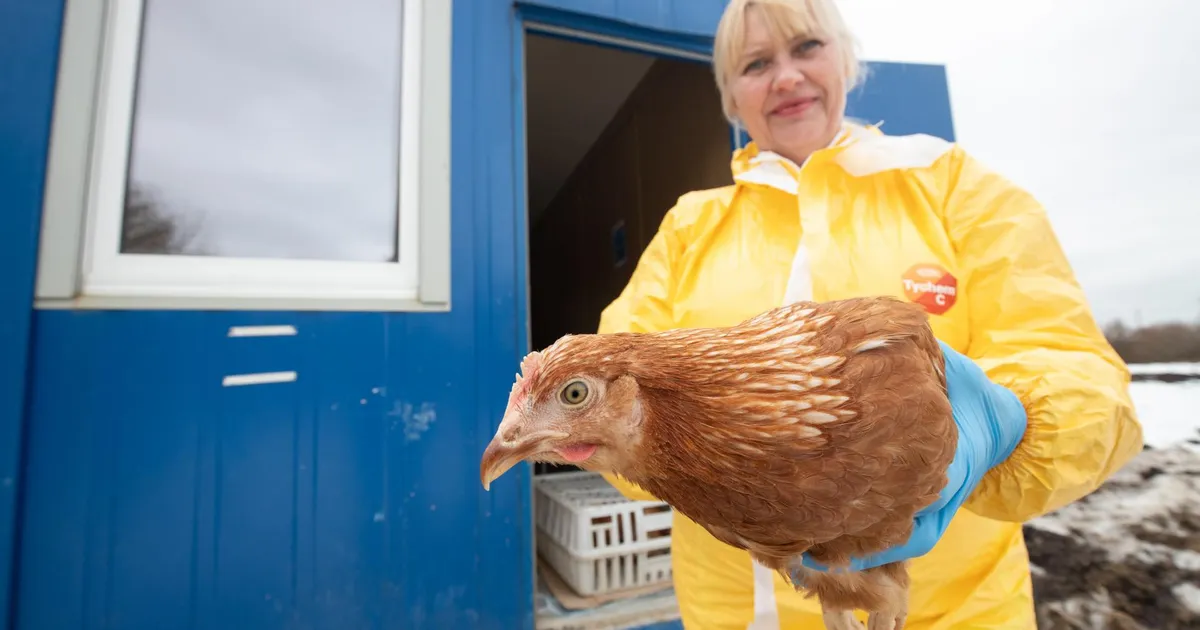 Linnugripp levib Euroopas jõudsalt