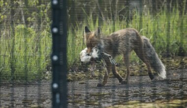 UURING ⟩ Kas Ida-Soome valmistub Venemaaga koostöö taastamiseks?