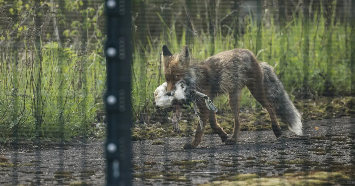 UURING ⟩ Kas Ida-Soome valmistub Venemaaga koostöö taastamiseks?