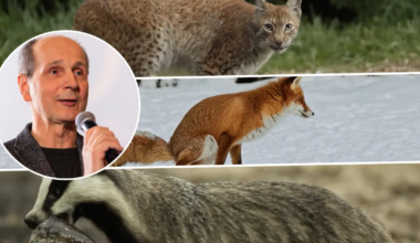 sain mõnusa kotka- ja karukogemuse kätte