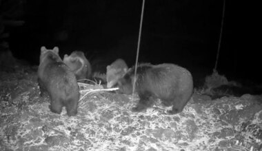 VIDEO ⟩ Nunnumeeter põhjas! Neli karupoega tulid Läänemaal rajakaamera ette