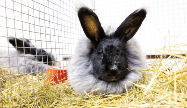 Küülikukasvatajad toovad loomad rahvale näha