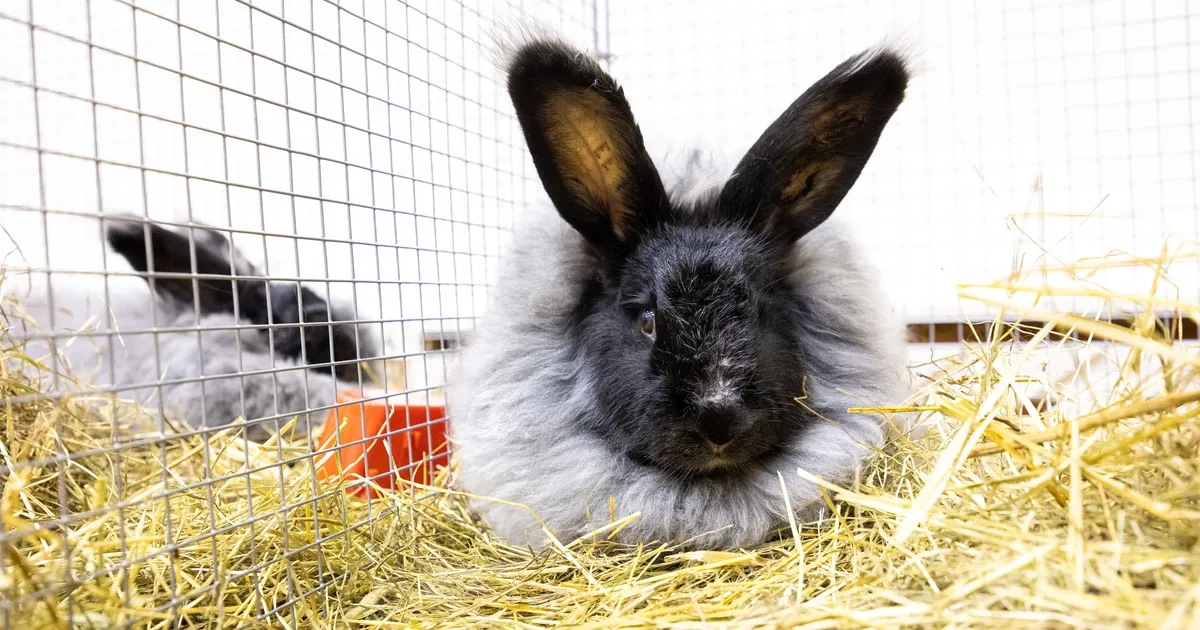 Küülikukasvatajad toovad loomad rahvale näha