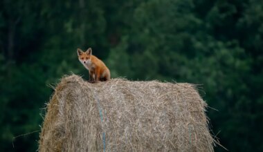 LOODUS ON IMELINE ⟩ Vaata Eesti Looduse fotovõistluse võidutöid