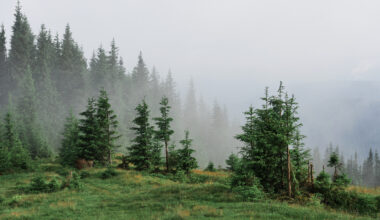 Looduskaitsjad: metsaseaduse muudatused hoogustavad raiet