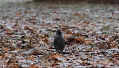 ILMATEADE | Oodata on pilvist ja kohati sajust ilma