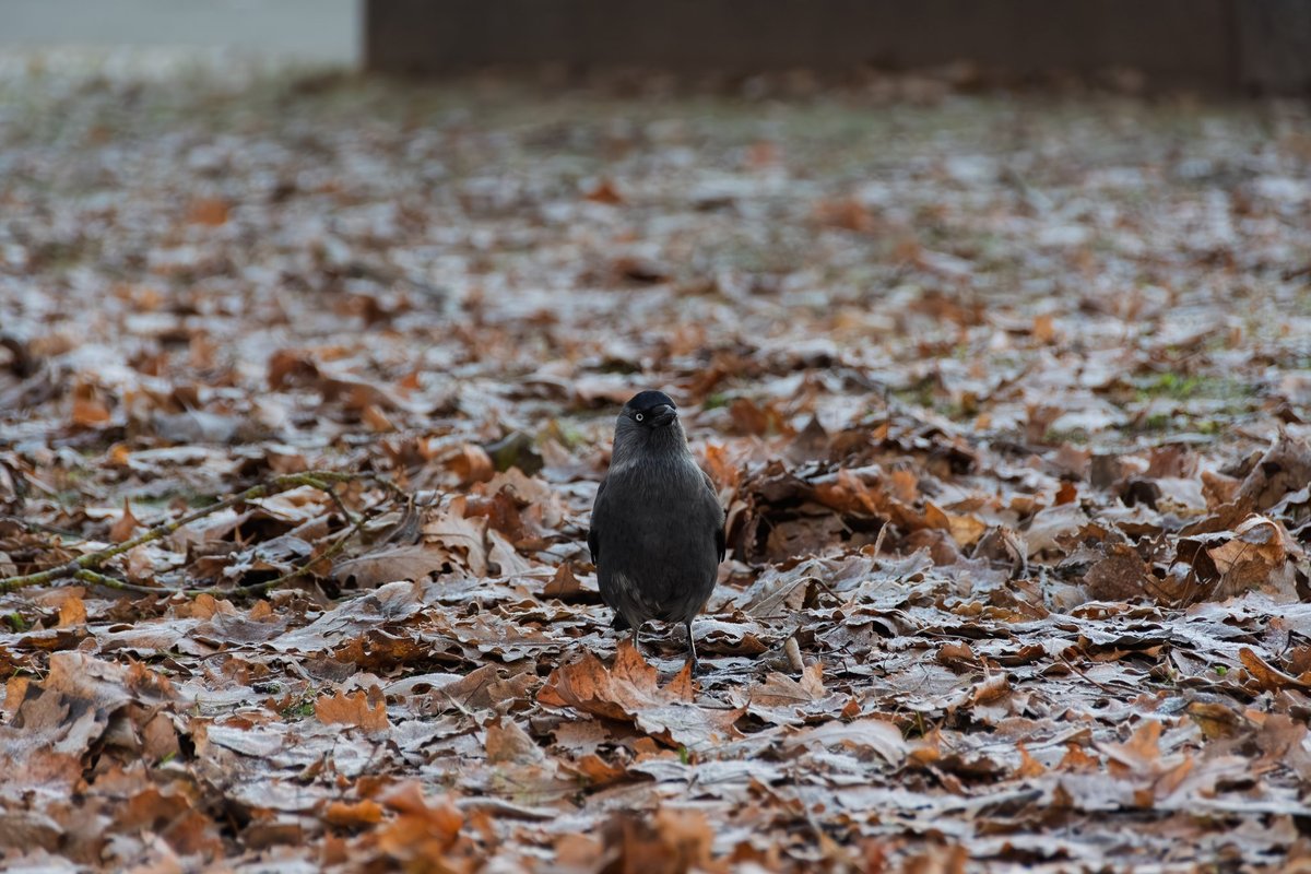 ILMATEADE | Oodata on pilvist ja kohati sajust ilma