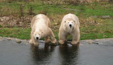 Jääkarud Skadi ja Kaja said nelja-aastaseks