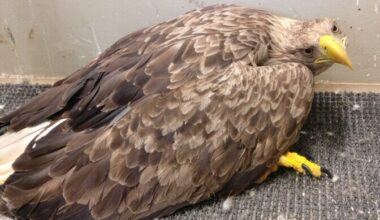 Pliilaskemoona keelustamine seisab poliitiliste otsuste taga | Eesti