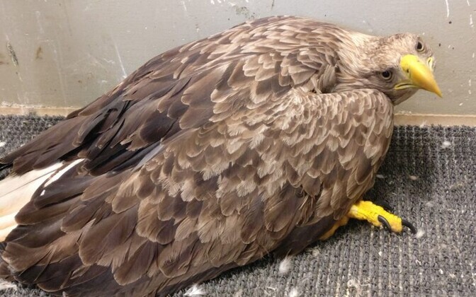 Pliilaskemoona keelustamine seisab poliitiliste otsuste taga | Eesti