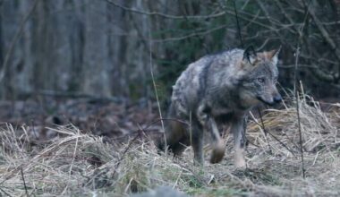 Soome lubab alates 2026. aasta algusest huntide küttimist | Välismaa