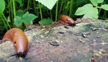 Luigas: praegu on aeg pidada jahti hispaania teetigude munadele | Eesti