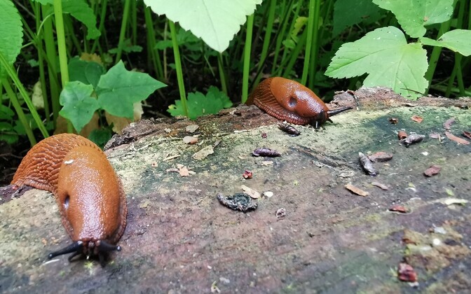 Luigas: praegu on aeg pidada jahti hispaania teetigude munadele | Eesti