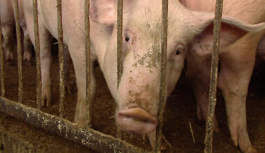 Viljandimaal algas põllumajandusloomade matmispaika ümbritseva aia ehitus | Eesti