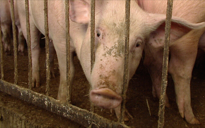 Viljandimaal algas põllumajandusloomade matmispaika ümbritseva aia ehitus | Eesti