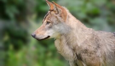 Jahimehed lasid Läänemaal üheksa minutiga kolm hunti | Eesti