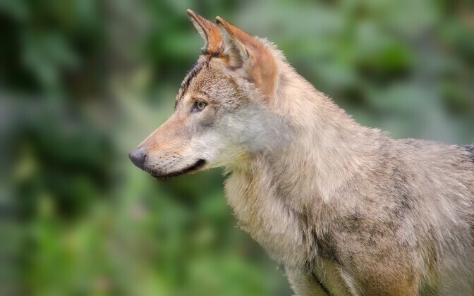 Jahimehed lasid Läänemaal üheksa minutiga kolm hunti | Eesti