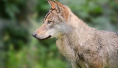 Halduskohus ei peatanud hundijahti | Eesti