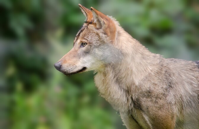 Halduskohus ei peatanud hundijahti | Eesti