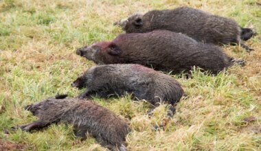 Saaremaal tuvastati metsseal sigade Aafrika katk