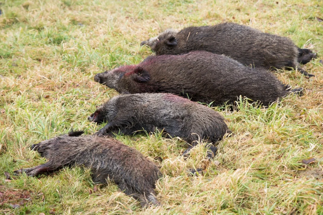 Saaremaal tuvastati metsseal sigade Aafrika katk