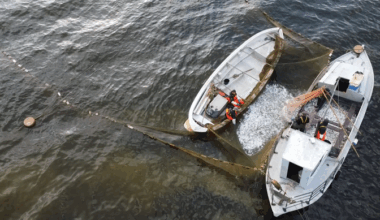 Järgmisel aastal väheneb Eesti kalapüügikvoot Peipsi järvel | Eesti