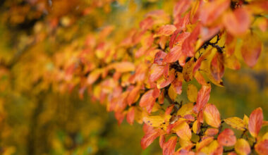 Reedel on oodata soojemat ilma | ilm