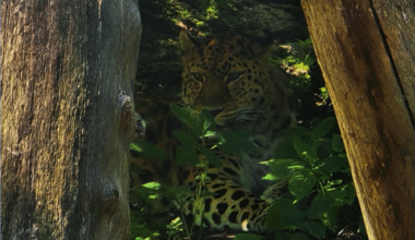 Tallinna loomaaia fotokonkursi võidupilt õpetab peitunud loomi märkama | Terevisioon