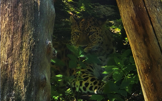 Tallinna loomaaia fotokonkursi võidupilt õpetab peitunud loomi märkama | Terevisioon