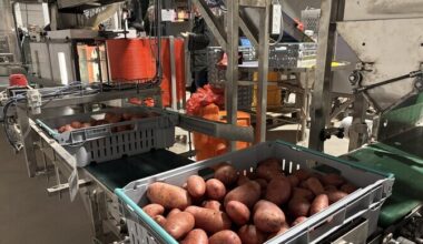 Fotod: kartulikasvatusühistu hankis kulude vähendamiseks pakkimisroboti | Majandus