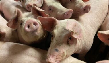 USA teadlastel õnnestus inimesele siiratud seaneeru kaks kuud töös hoida | Tervis