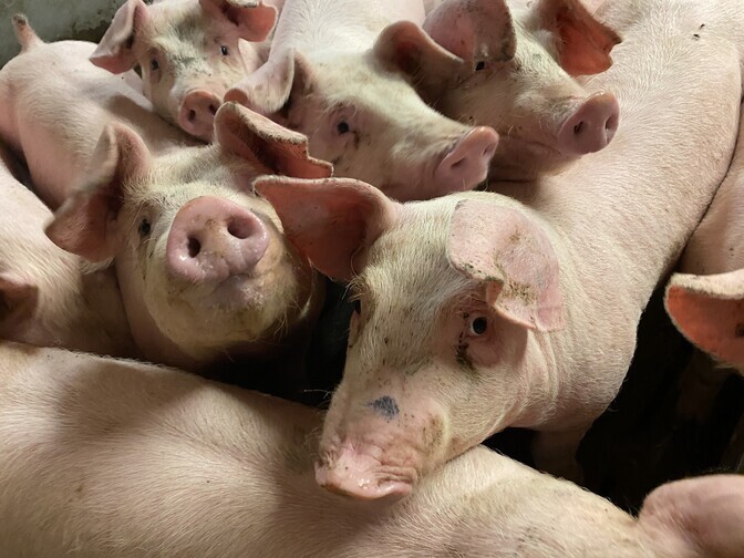 USA teadlastel õnnestus inimesele siiratud seaneeru kaks kuud töös hoida | Tervis