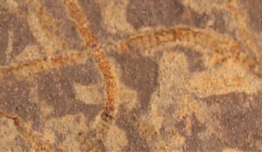 Masinõpe korjas iidseist kivimeist üles elu peenkeemilise järelkaja | Loodus