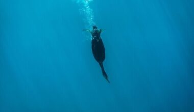 Kormoran kuuleb vee all sama hästi kui vee peal | Loodus