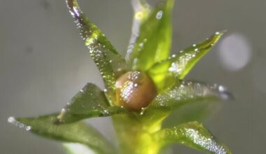 Laiuva mütshellikukese eosed peavad avakosmoses pikalt vastu | Loodus