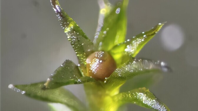 Laiuva mütshellikukese eosed peavad avakosmoses pikalt vastu | Loodus