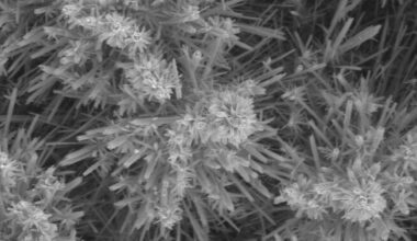 Nanolilled toovad rakkudesse värskeid mitokondreid | Tervis