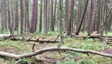 Analüüs: Eesti seadused piiravad metsamajandamist naabritest rangemalt | Majandus