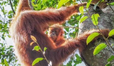 Orangutanide toidukultuur kandub emalt lastele | Loodus